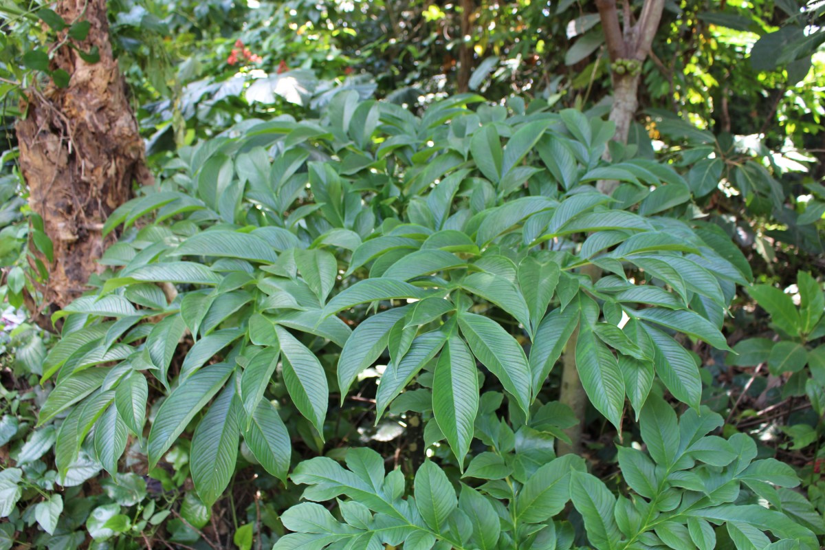 Amorphophallus paeoniifolius (Dennst.) Nicolson